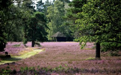 Heide, Altes Land & König der Löwen
