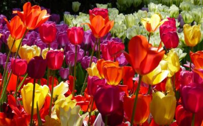 Reizvolles Münsterland und Tulpenpracht