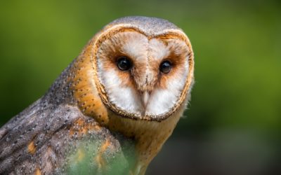 Tierische Talente71,00 €