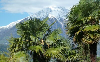 Südtirol und die majestätischen Dolomiten